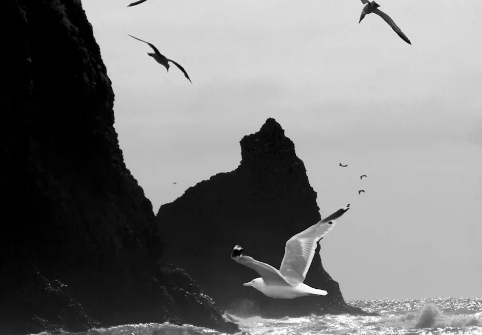 O Albatroz (L’Albatros) Charles Baudelaire